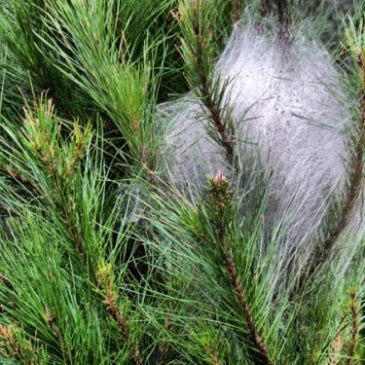 AVISO: PROXIMA FUMIGACIÓN PROCESIONARIA MARTES 27 DE OCTUBRE A PARTIR DE LAS 8:30H