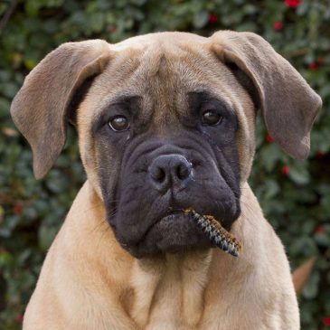 FUMIGACIÓN EFICAZ CONTRA LA PROCESIONARIA