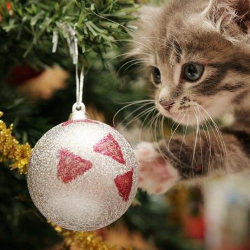 EL CONSEJO RECTOR LES DESEA FELIZ NAVIDAD Y FELIZ AÑO 2020